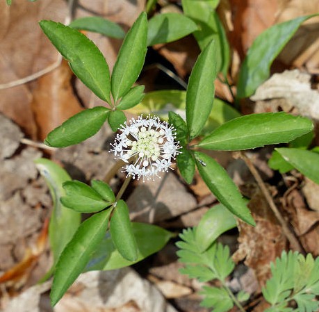 ginseng plante