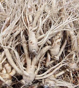 ginseng racines