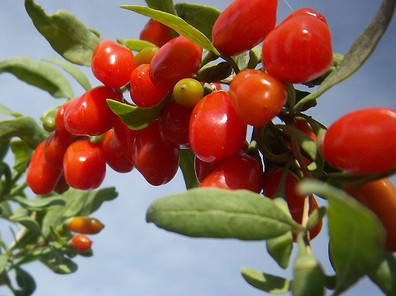 goji lycium chinense