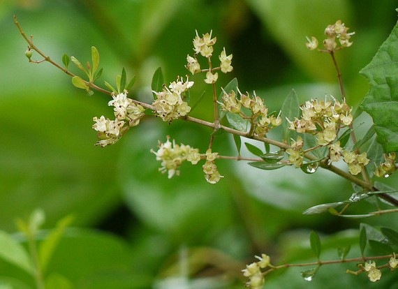 henné lawsonia inermis