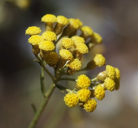 immortelle italie helichrysum italicum fleurs