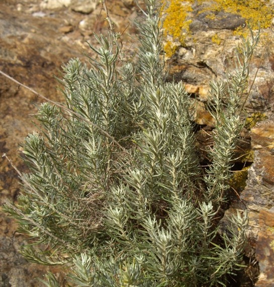 immortelle italie helichrysum italicum plante