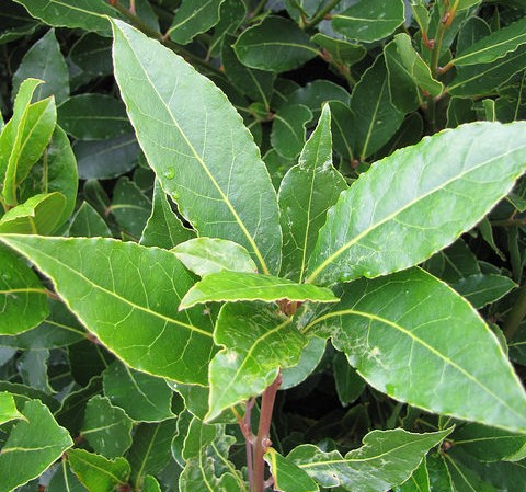 laurier noble laurus nobilis