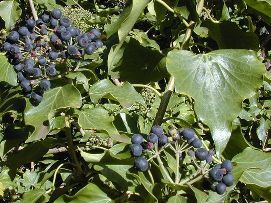 lierre fruits hedera helix