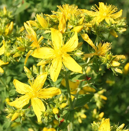 millepertuis plante hypericum perforatum.jpg