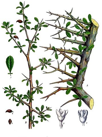 myrrhe commiphora myrrha