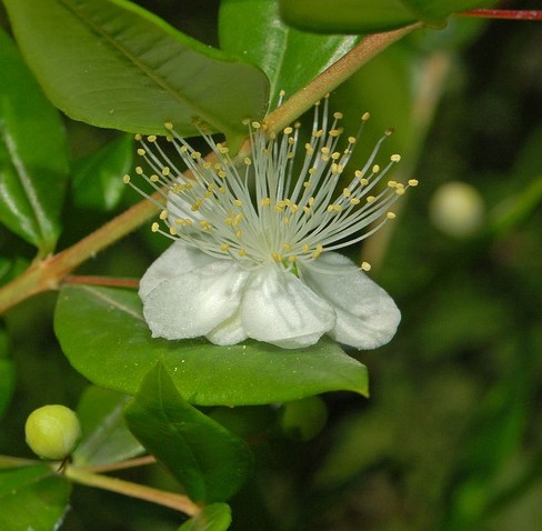 myrte myrtus communis