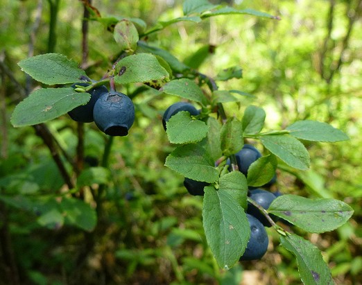 myrtille vaccinium myrtillus