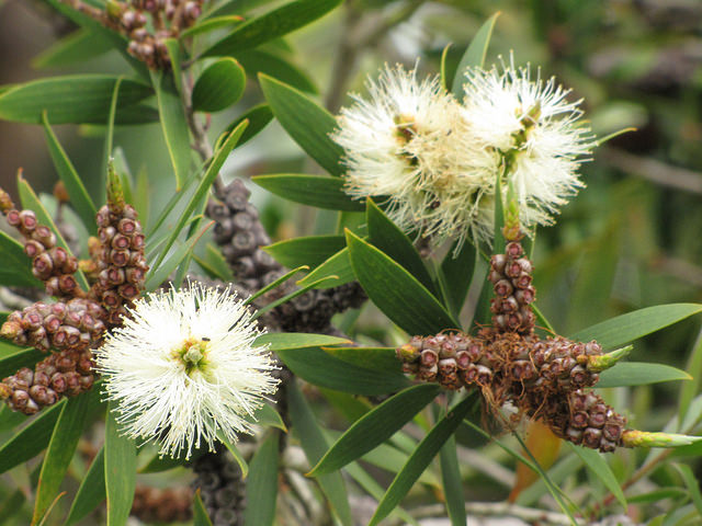 niaouli melaleuca quinquenervia