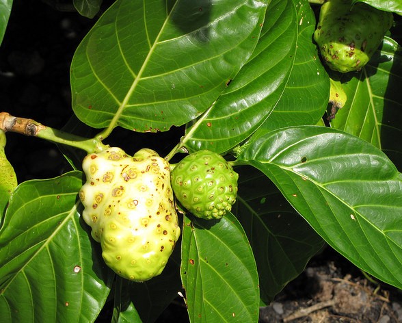 noni morinda citrifolia