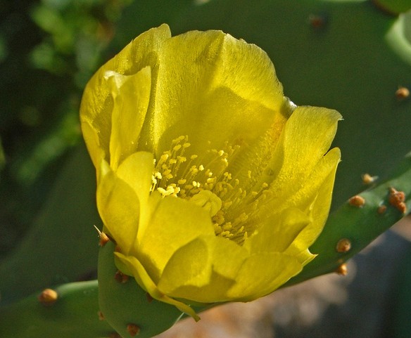 nopal opuntia ficus indica