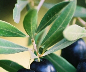 olivier feuilles magasin bio en ligne