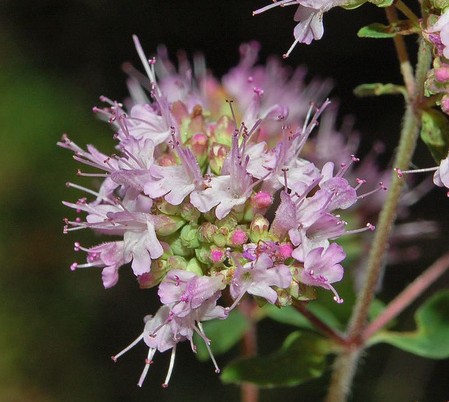 origan origanum vulgare