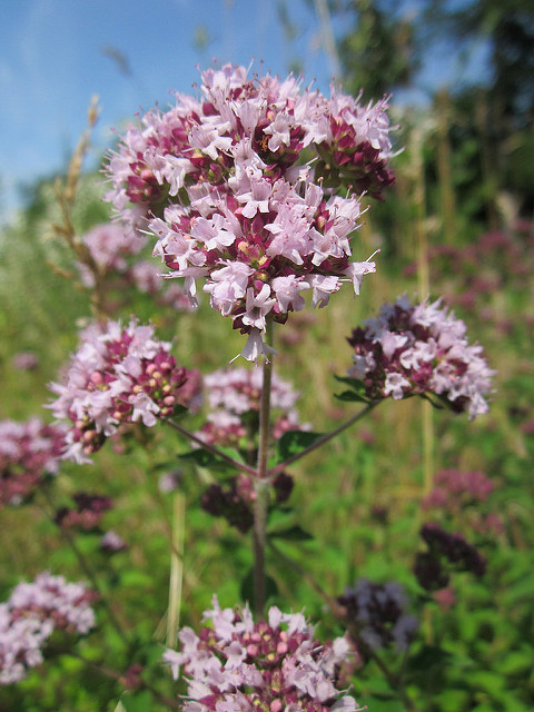 origan plante origanum vulgare