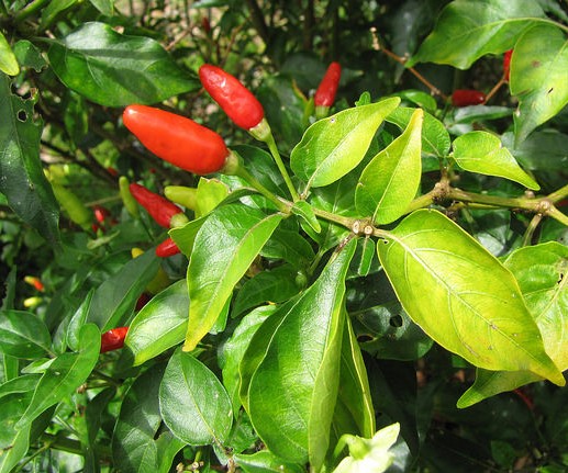 piment cayenne capsicum frutescens