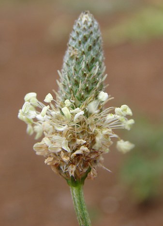 plantain lanceole plantago lanceolata epis fleurs