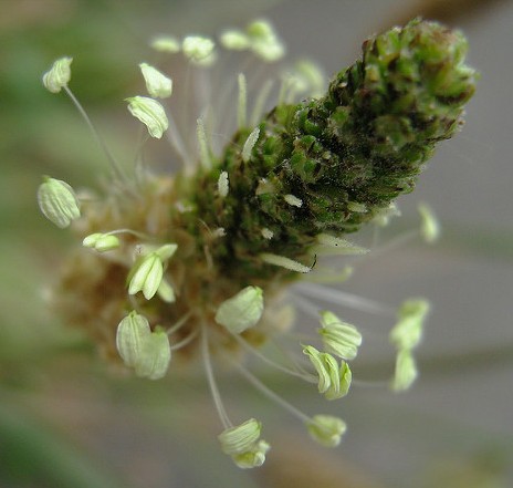 plantain lanceole plantago lanceolata