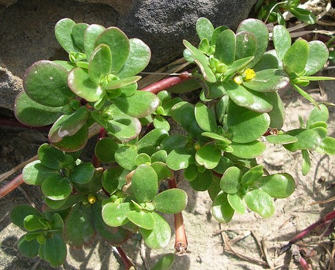 pourpier plante portulaca oleracea