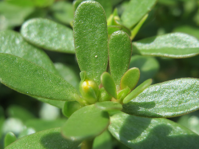 pourpier portulaca oleracea