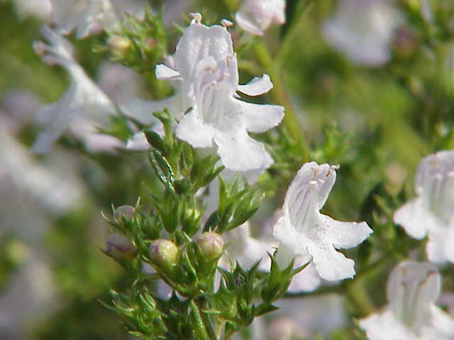 sarriette satureja montana