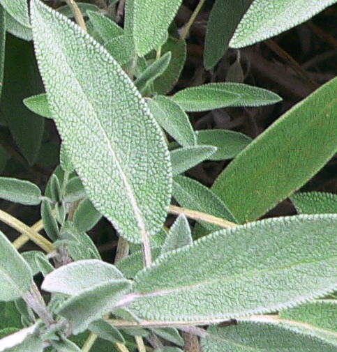 La sauge - Tout sur la sauge (Salvia officinalis), ses origines, ses  propriétés et son utilisation en cuisine