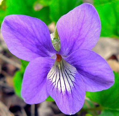 viola odorata