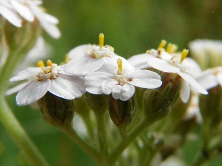 Les bienfaits de l'achillée millefeuille