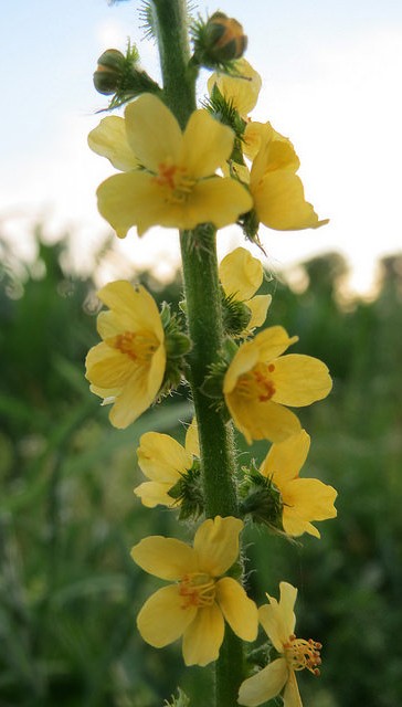 aigremoine agrimonia eupatoria