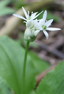 Ail ours, Allium ursinum