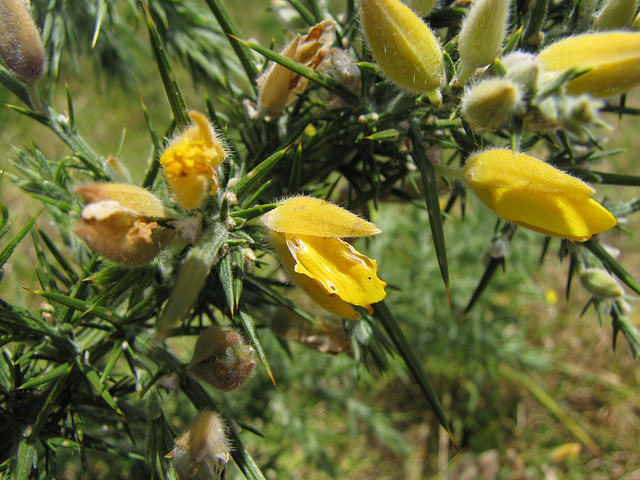 ajonc ulex europaeus