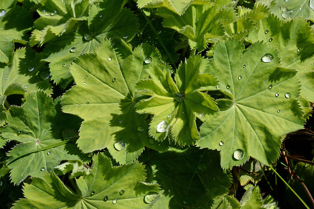 ALCHEMILLE feuilles en vrac pour tisane et infusion L'herbe des femmes