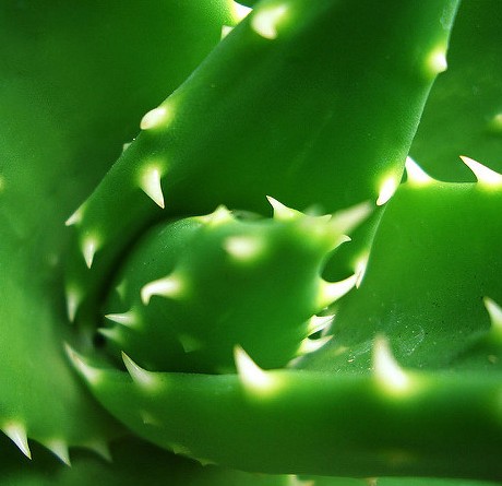 aloe vera