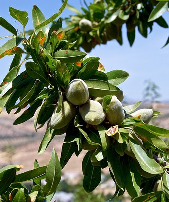 amande douce prunus amygdalus dulcis