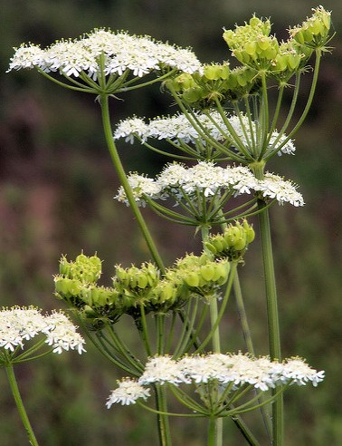 anis vert Pimpinella anisum