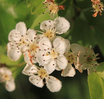 aubepine crataegus oxyacantha