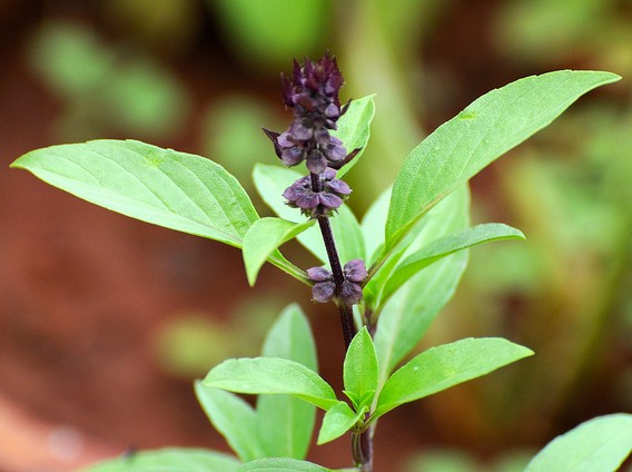 basilic ocimum basilicum