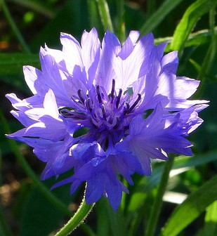 bleuet centaurea cyanus