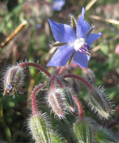 bourrache borago officinalis