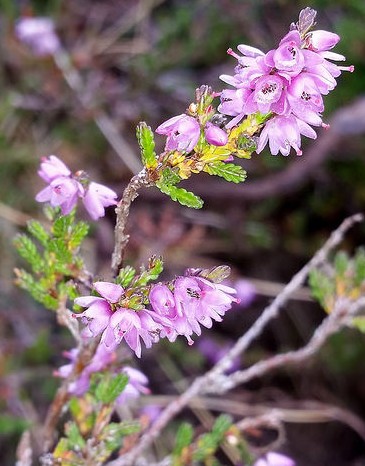 bruyere calluna vulgaris