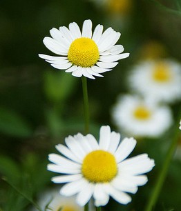 camomille commune matricaria recutita