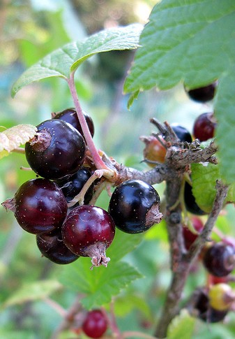 cassis ribes nigrum