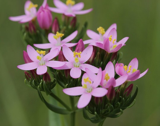 centauree centaurium umbellatum