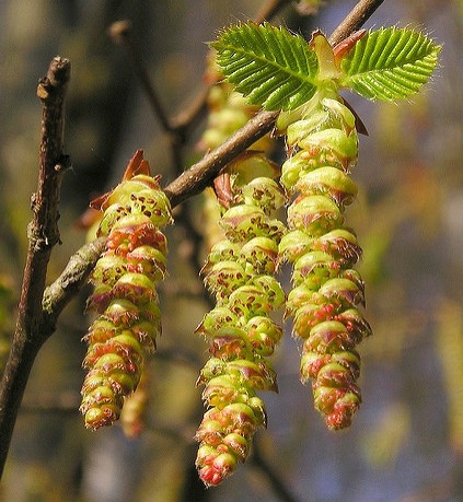 charme hornbeam carpinus betulus