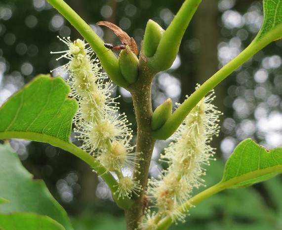 chataigner castanea sativa fleurs