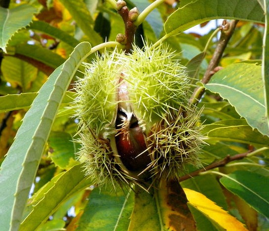 chataigner castanea sativa fruit