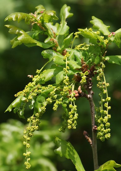 chene quercus robur