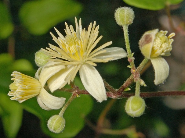 clematite clematis vitalba