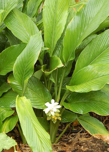 Curcuma longa: vertus et utilisations