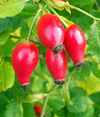 cynorrhodon rosa canina