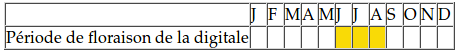 digitale floraison